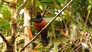 ENDEMICO -  Diglossa gloriosissima - Chestnut-bellied Flowerpiercer