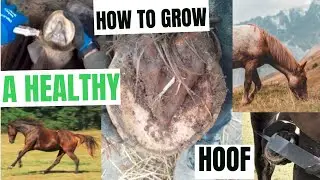 S2 S9 Hooves Made Simple / Conclusion / Growing a healthy hoof / Hoof care / Barefoot Trimming