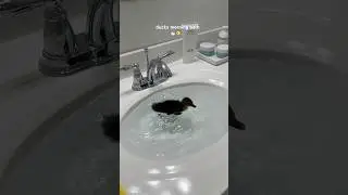 ducky morning bath 🛁🐤🫧 #bath #morning #duck #asmrsounds #shorts #cute