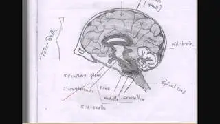 SSLC/SCIENCE.HIGHLY IMPORTANT DIAGRAMS.(physics, chemistry, biology).DEFINITELY YOU GET 16 MARKS.