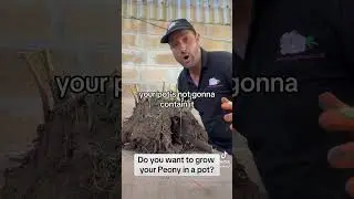 Хотите выращивать пионы в горшке?