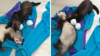 Older ferret humorously puts up with playful baby ferret