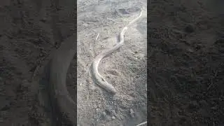 Pankaj Kumar new video comedy