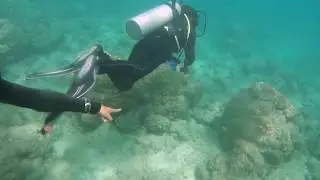 Fun dive at Oval reef, Havelock