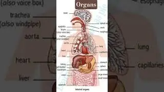 describe the organs in this shirt. this vedio helped   you learn the organ #neworgan# organ #science
