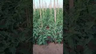 a import&acirc;ncia de t&aacute; plantando tomate enxertado ou porta enxerto 🍅🍅🙏