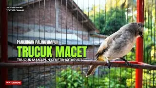 Suara Burung TRUCUKAN gacor TARUNG ROPEL PANJANG pancingan trucukan agar JADI trucuk gacor EMOSI