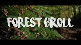 Cinematic Forest B-Roll