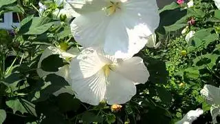 Amazing flowers! from Cheryl Richardson