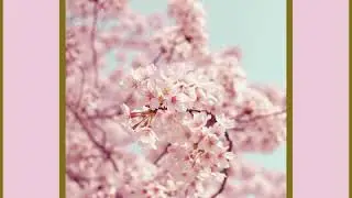 Linearwave | Over Flowering Fields [full ep]