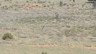 Namibia springbok nek shot