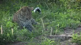 A clash of claws and tails: Leopard vs rock monitor lizard - #safariLIVE
