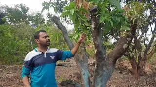 Rejuvenation of old mango orchard . Thinning of shoots  Need and Procedure