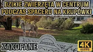🔴Zakopane, z DWORCA na KRUPÓWKI, całe przejście! 4K❗2024.10.26 ASMR