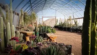Cactus Joe's in Las Vegas. Most awesome nursery. Cactus Feng Shui. 🌿🌱☘️🌵🪴🪨