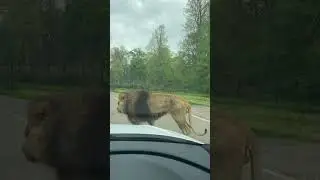 Lion Encounter #longleat #zoo #lion #wildlife  #lionencounter #experience #shorts #trending