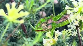 Chameleon eating a fly