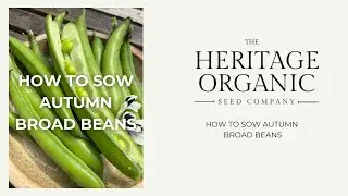How to sow autumn broad beans