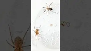 Comparison of Giant house spider and domestic house spider