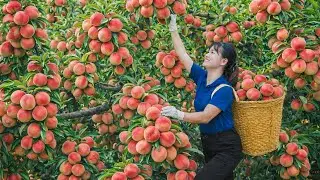 Harvesting Immortal Peach to Sell | Ancient Tea Ritual With a Peach No One Had Seen Before