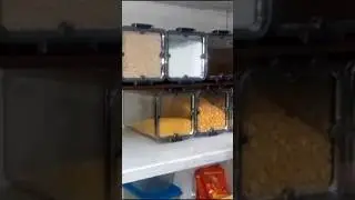 Pantry Goals! 🤯 Organize Your Kitchen with Me! 😊 #pantryorganization  #kitchenhacks  #homeessentials