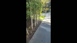 WALKING ON BENEDICT CANYON DR                                                  HOLLYWOOD HAPPENINGS