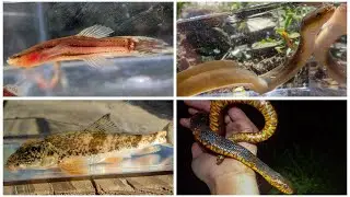 American Eels, Swampfish, Snakes, and more!