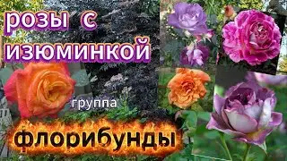Розы  с  изюминкой . Группа  флорибунды .
