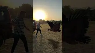 Making Eagle 🦅 #shorts #devkeexperiment