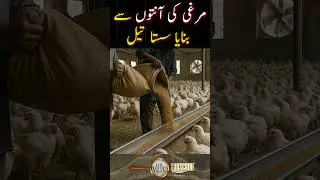 The Dirty Secret Behind Pakistan&rsquo;s Cheap Cooking Oil