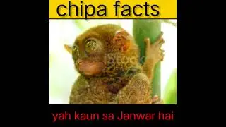 yah kaun sa Janwar hai #chipa #shorts #viral #ytshorts #youtubeshort