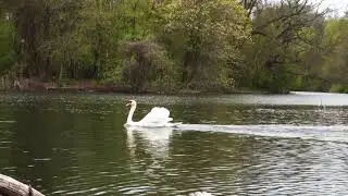 Yodeling Swan - Kevin Nathaniel