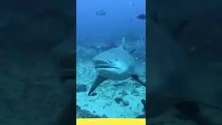 👄Look at these Daring Divers performing stunts with Sharks💋#TrendingOnShorts #shorts