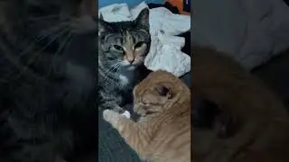 Life of cats: The loving nature of cats #lovable #cats #caring #cheetobean #Ellabean