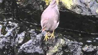 Surfbirds