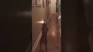 Dog picking up trash #dog #cute #animals