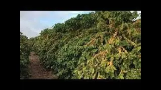 Medidas de Ahorro para los productores de café.