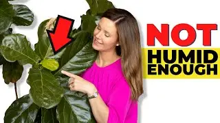 The ULTIMATE Fiddle Leaf Fig Humidity Guide