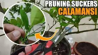 PAANO MAG PRUNING NG KALAMANSI SA CONTAINER para lumaki at dumami ang bunga