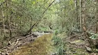 Wood knocks Rock Clacks Bellbird Grove - Yowie Bigfoot Research Australia