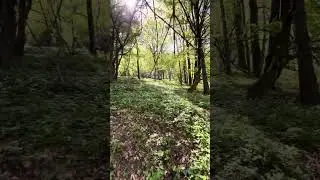KOSMAJ Hike in #serbia #travel #forestsounds #birds