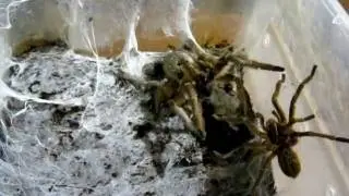 Harpactira cf tigrina mating