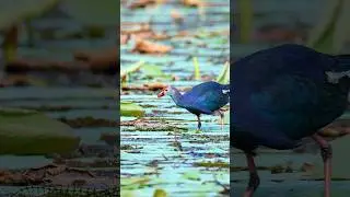 Grey-headed swamphen #birds #wildlife