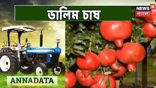 Sirdhartha Sen-এর ডালিম চাষের অভিজ্ঞতা