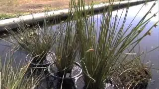 Sugarcane Water Quality Best Management Practice - Virtual Bus Tour