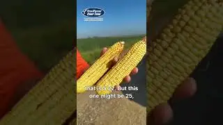 Chip Flory Sees 3 Distinct Growth Stages in Northwest Iowa Field #pftour25