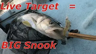 Catching Snook on Live Target Shrimp Lures! Bonus Big Inshore Grouper!