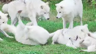 The Wolf&ndash;Origin, Biology, Behavior, and Life of the Lord of the Forests#animals#nature#naturelovers