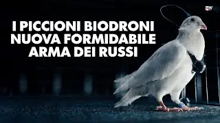 I piccioni biodroni nuova formidabile arma dei russi