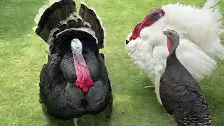 Индюшата во дворце Фалакнама